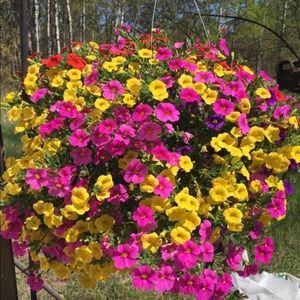 Meet your Posher, Shelly